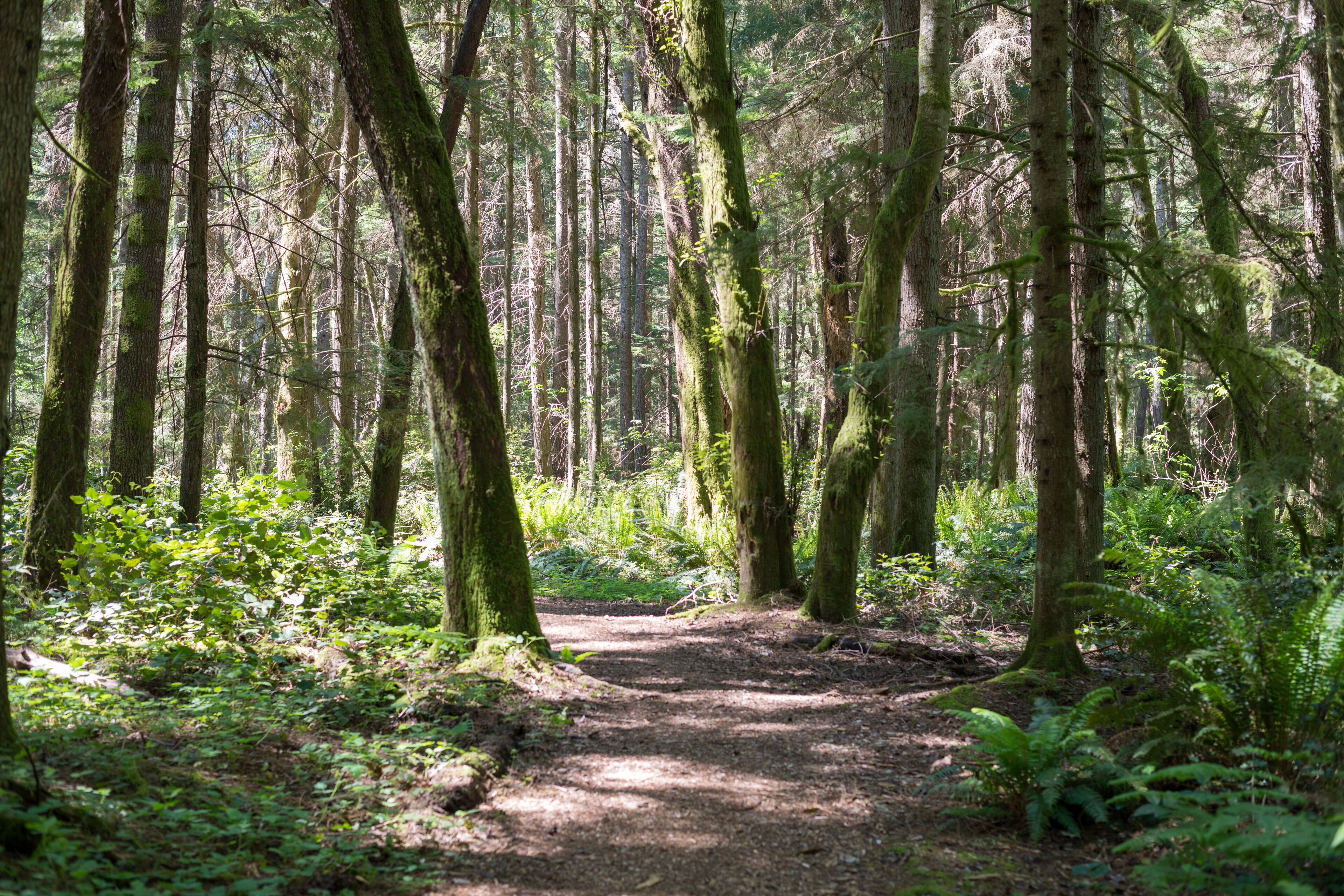 Illahee Preserve