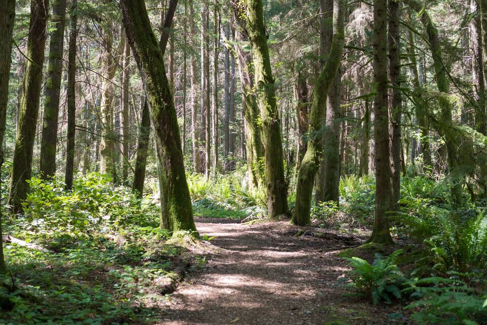 Un área boscosa con un sendero de tierra.