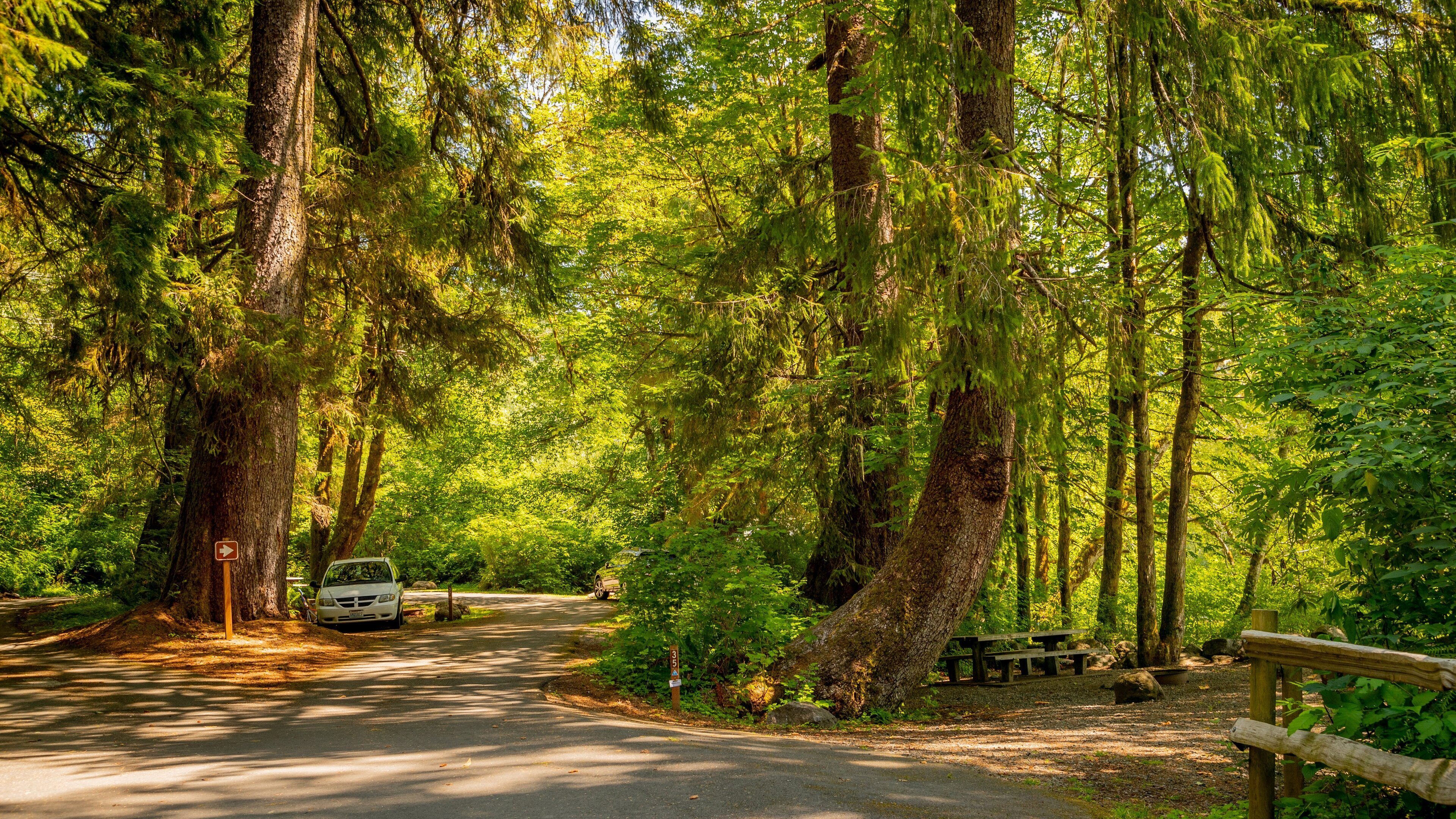 Bogachiel State Park showing forest scenes and a garden