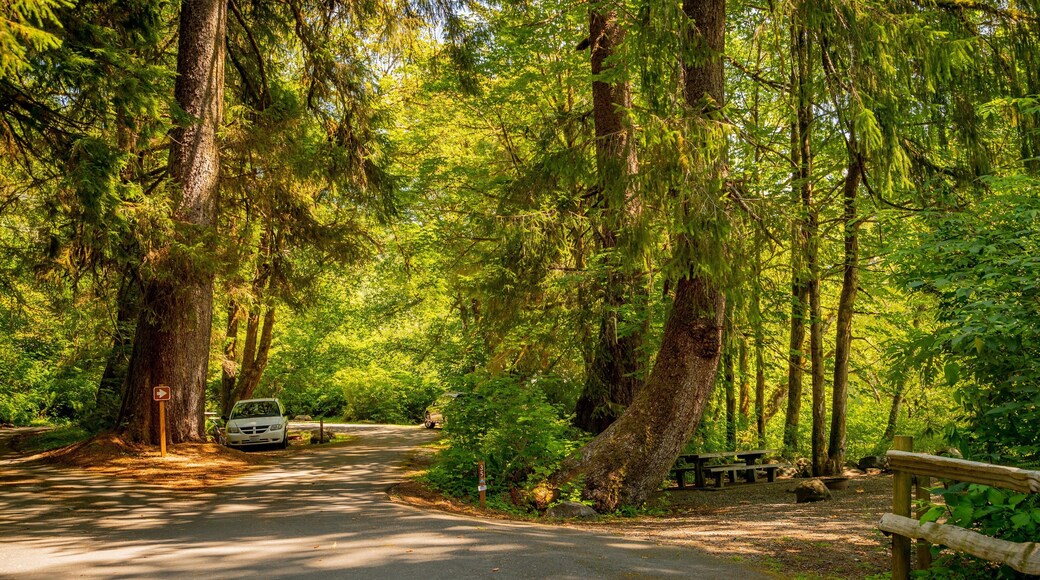 Bogachiel State Park showing forest scenes and a garden
