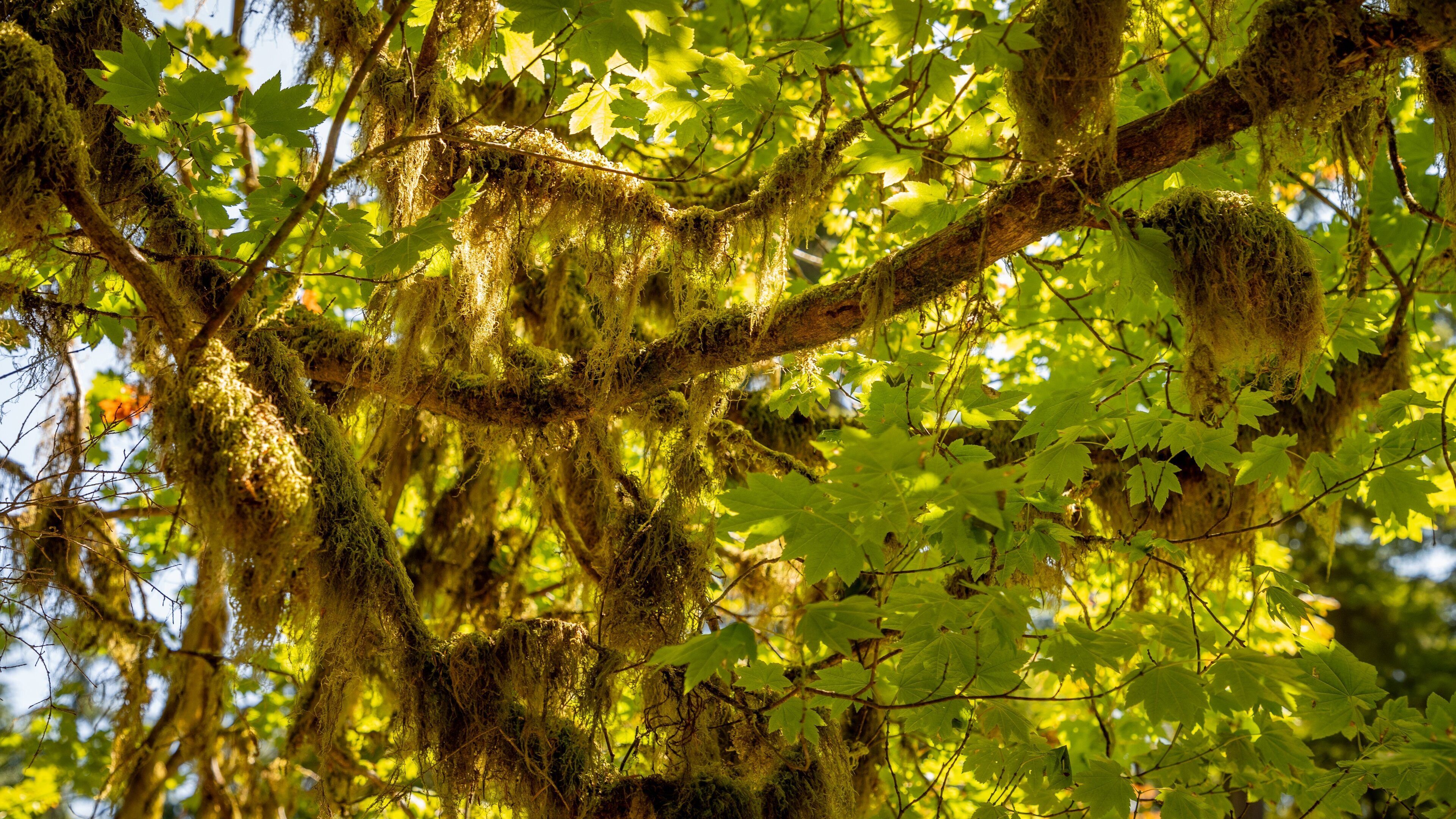 Bogachiel State Park showing forests