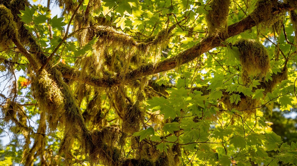 Bogachiel State Park showing forests