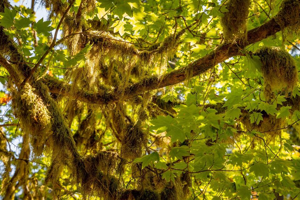 A tree with green leaves and moss-covered branches.