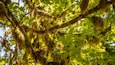 A tree with green leaves and moss-covered branches.