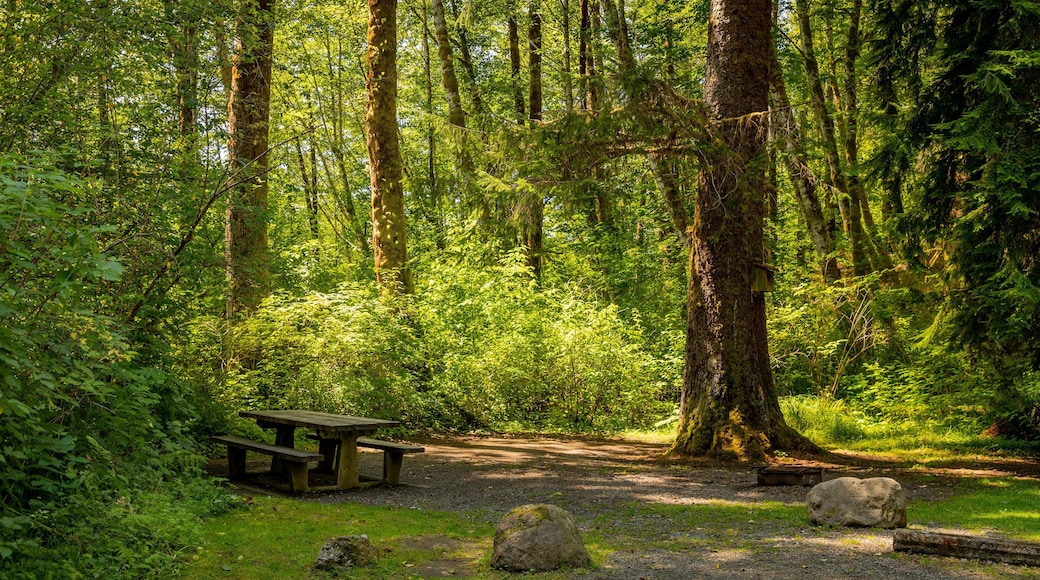 Bogachiel State Park showing a garden and forest scenes