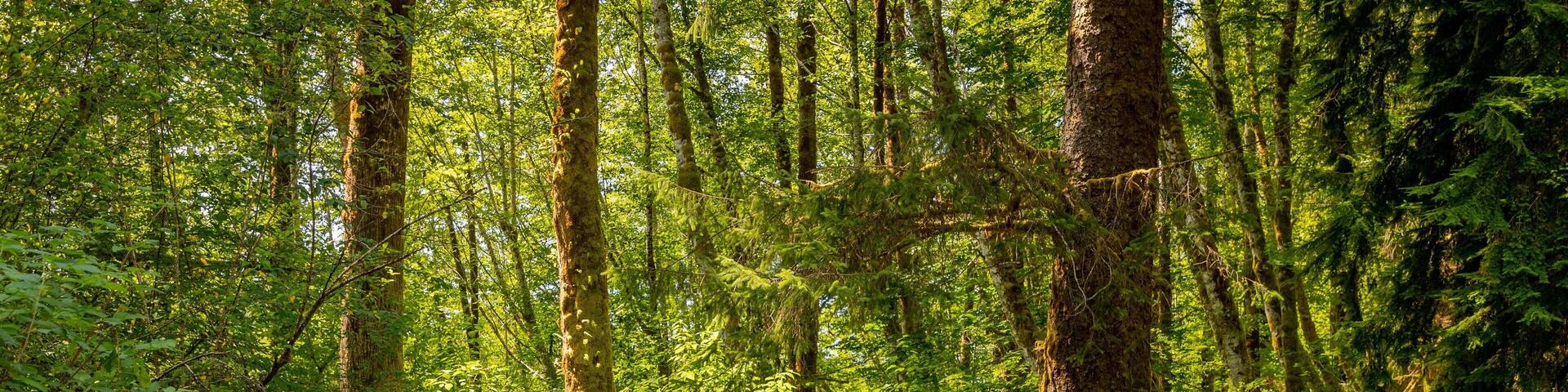 Bogachiel State Park showing a garden and forest scenes