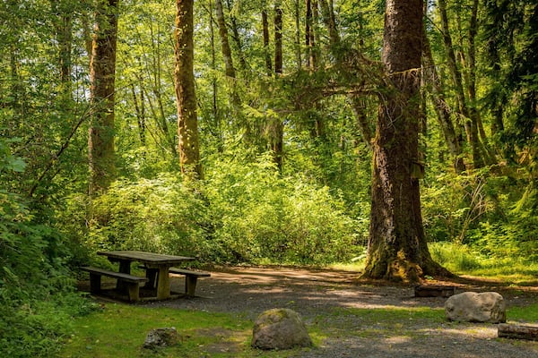 Bogachiel State Park showing a garden and forest scenes