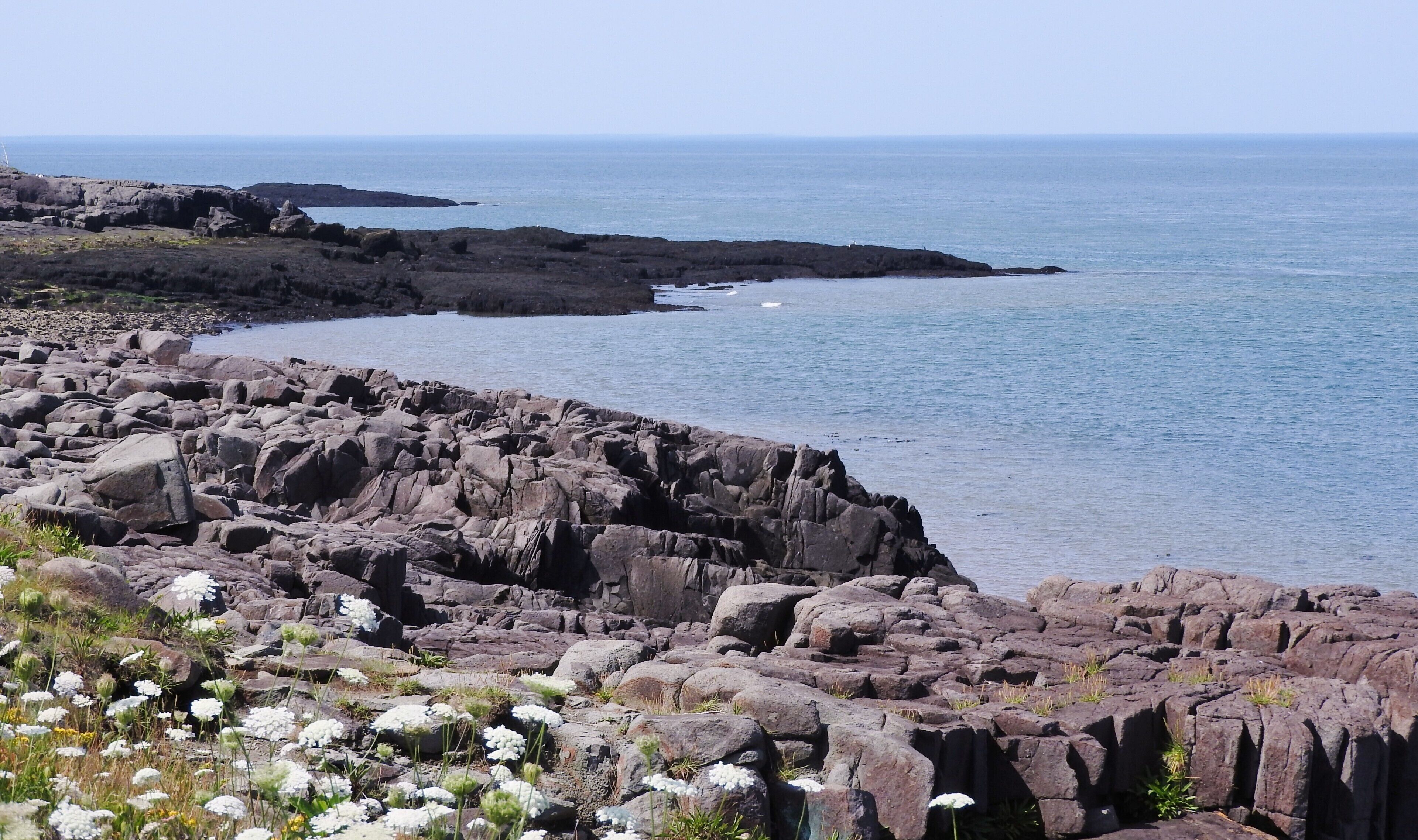 A rocky coastline with white flowers and the ocean.