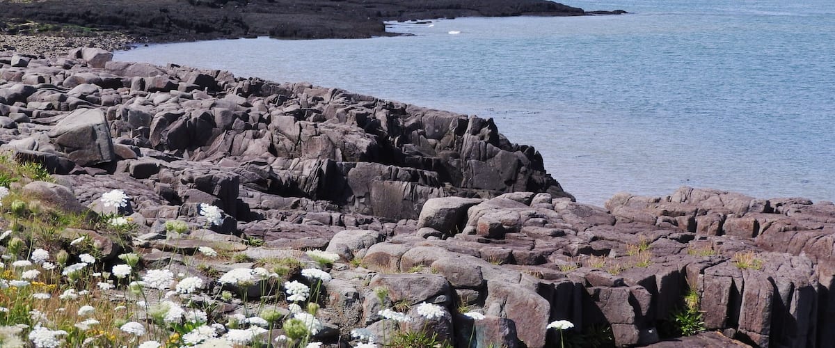 A rocky coastline with white flowers and the ocean.