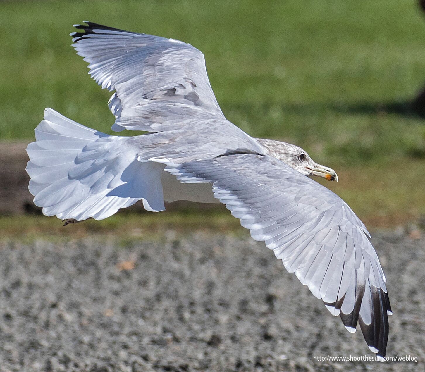 And with the Seagulls hovering so close, the camera practically captured their images by itself.