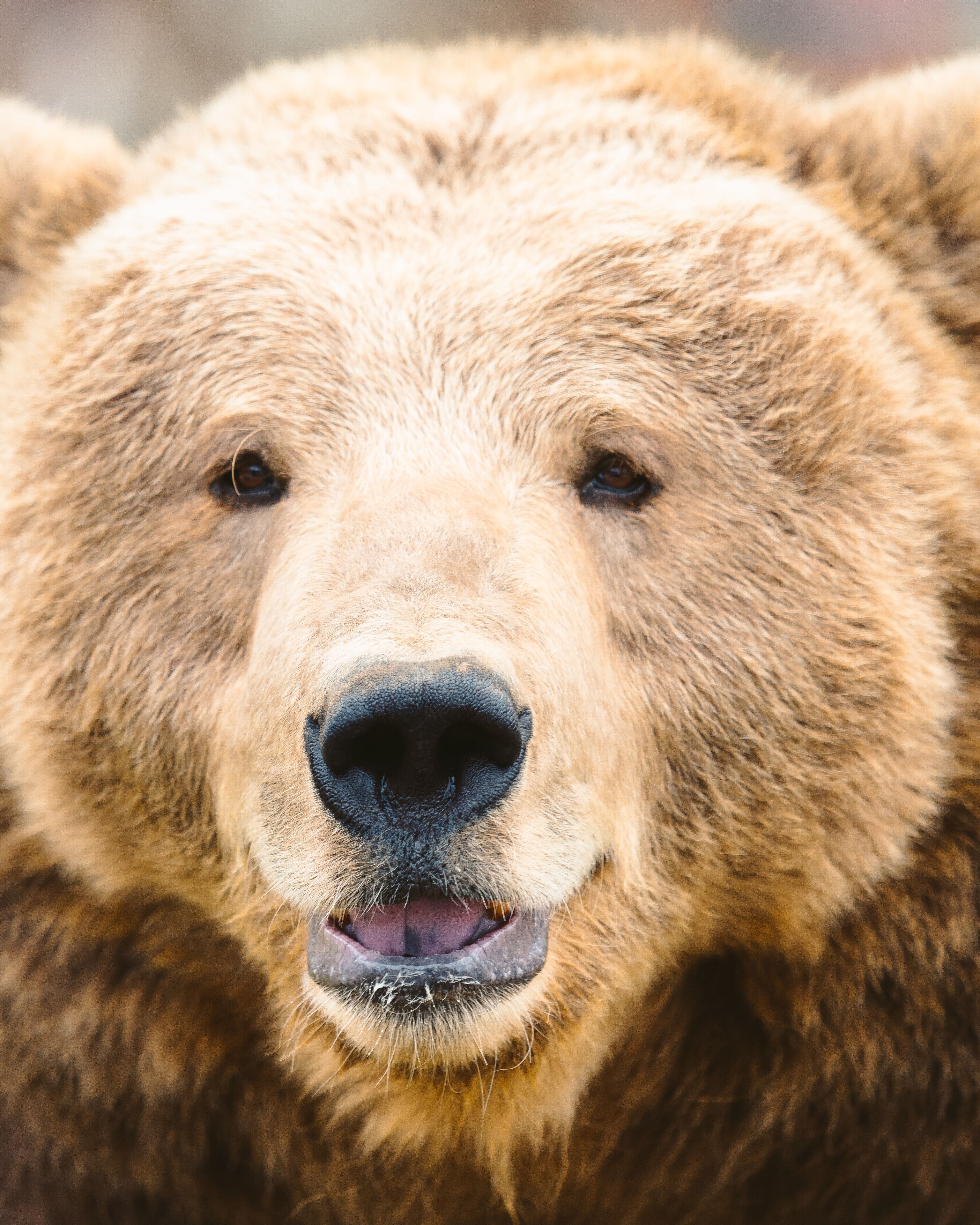 Henry the waving bear.