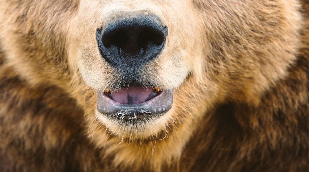 Henry the waving bear.