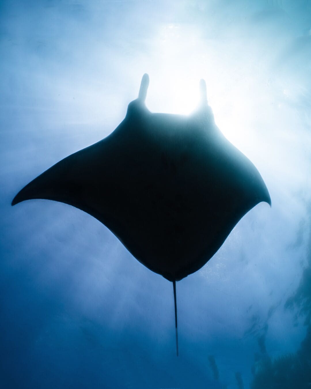 A bat flying in the sky with sunlight shining through.