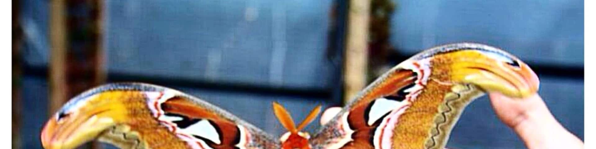 This is Rama-Rama you'll find the most rarest butterflies here at the Butterfly Garden (Taman Kupu-Kupu). At the Garden you'll find a caretaker who's able to explain all stages of butterflies life, types and also their food in detail. Very interesting & Educating.