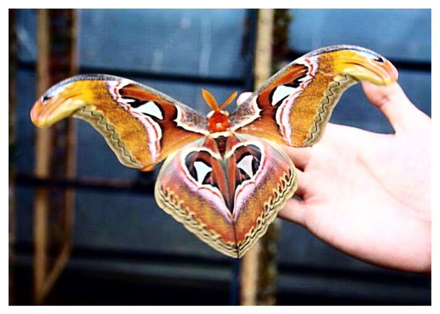 This is Rama-Rama you'll find the most rarest butterflies here at the Butterfly Garden (Taman Kupu-Kupu). At the Garden you'll find a caretaker who's able to explain all stages of butterflies life, types and also their food in detail. Very interesting & Educating.