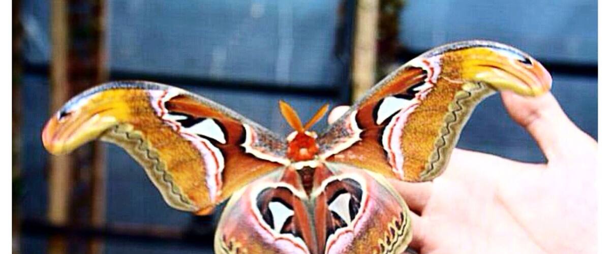 A hand holding a large, intricately patterned butterfly.