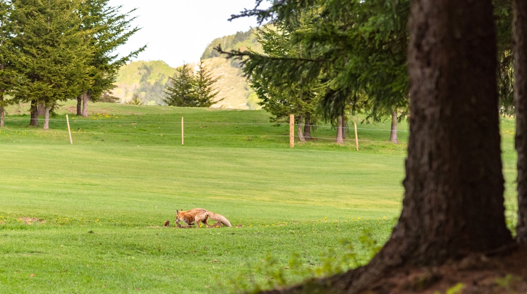 Fox cub in forest, posing at spring woods
