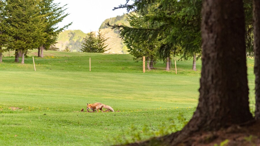 Red Tail Golf Course