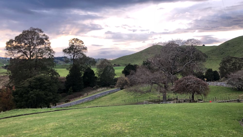 A grassy hillside with trees and a road.