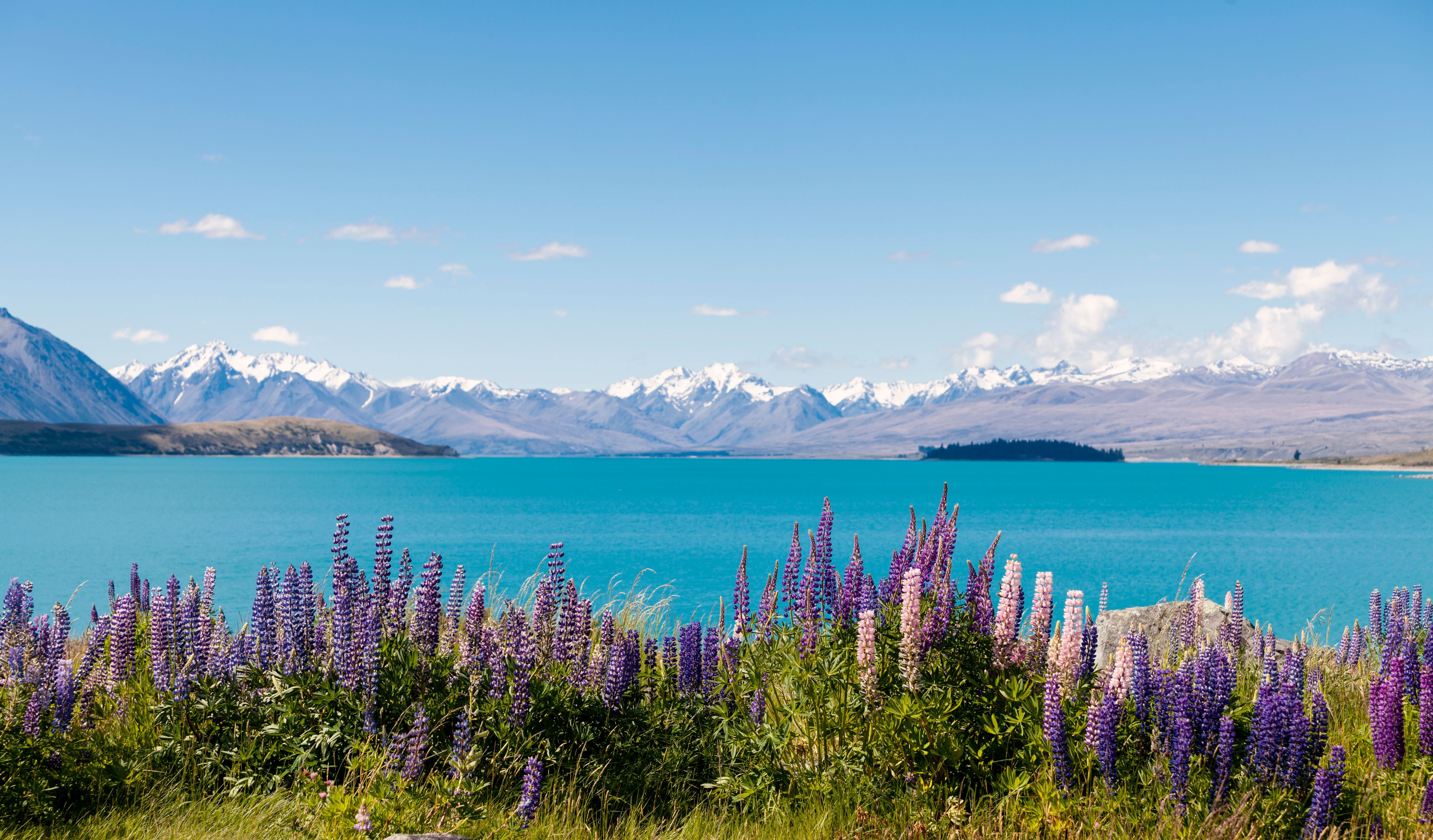 A lake with purple flowers in the foreground and snow-capped mountains in the background.