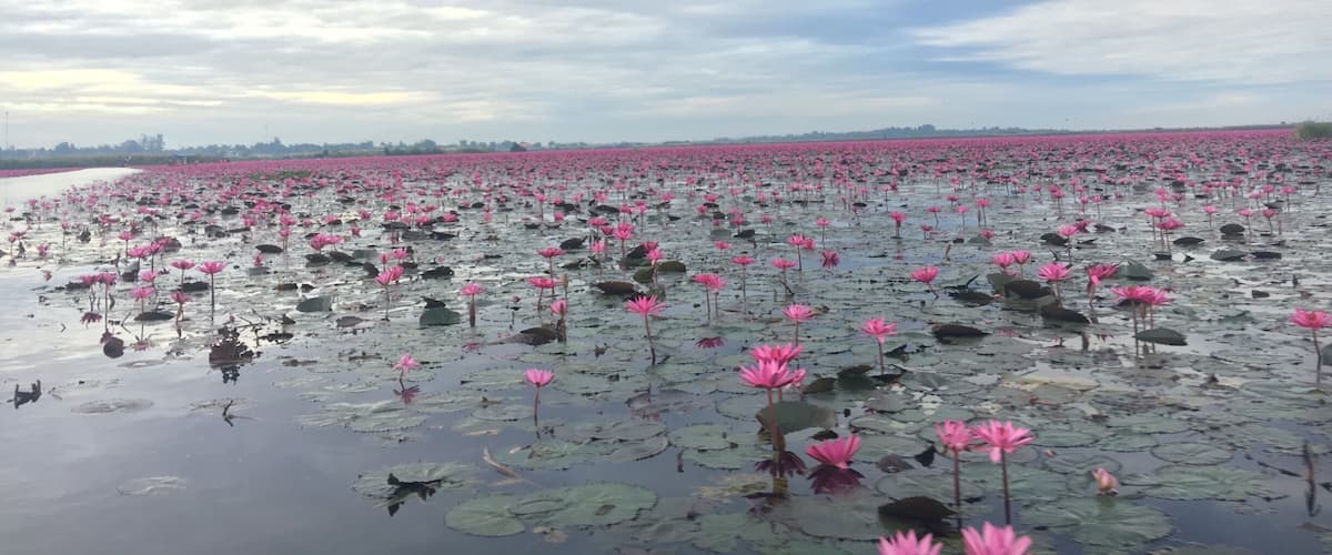 Red Lotus Sea. Should be there around 6-11am or before 12pm
