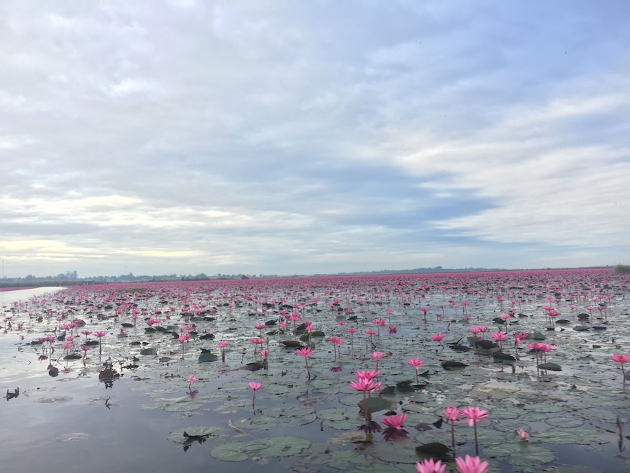 Red Lotus Sea. Should be there around 6-11am or before 12pm