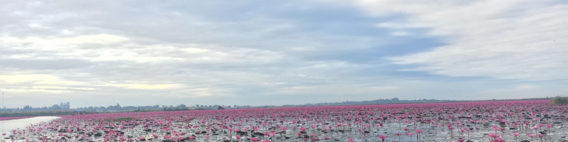 Red Lotus Sea. Should be there around 6-11am or before 12pm
