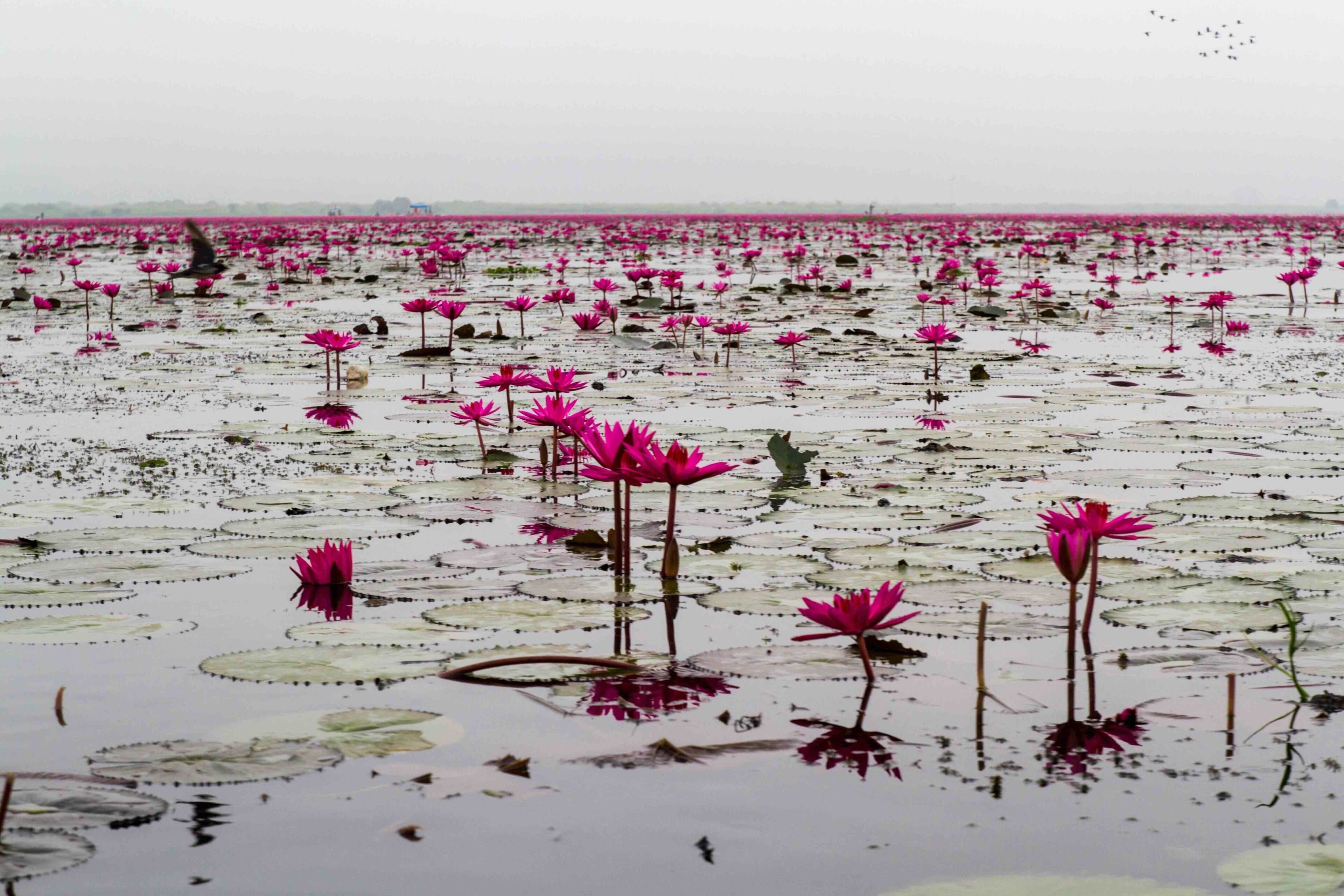 The Red Lotus Sea near Udon Thani, #Thailand 🇹🇭 is best seen during the winter, when the flowers are at their biggest and brightest. Sadly, the weather is also less predictable at this time of year.
#LifeAtExpedia