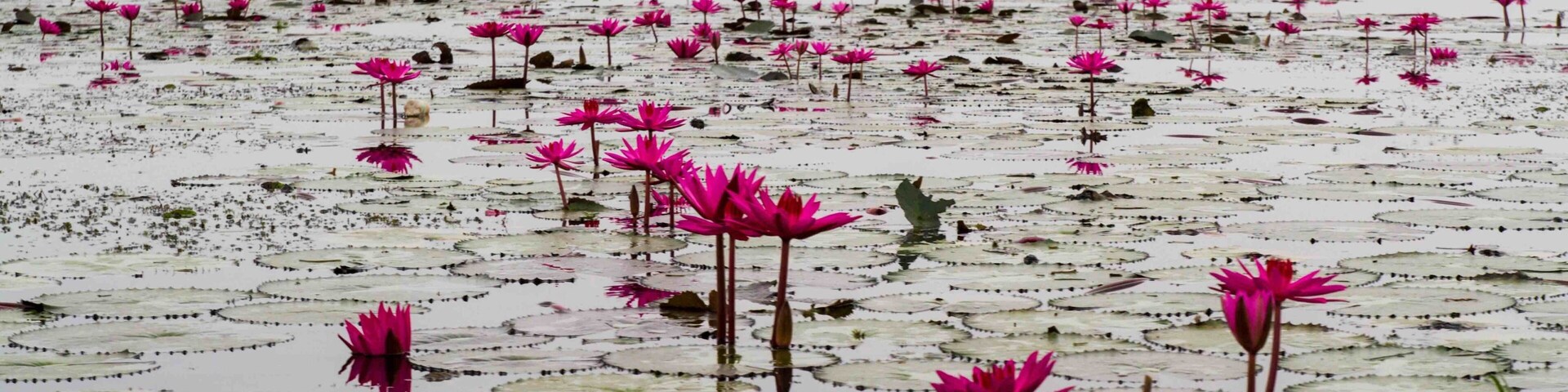 Um lago de lótus com inúmeras flores de lótus rosa e folhas de nenúfar.