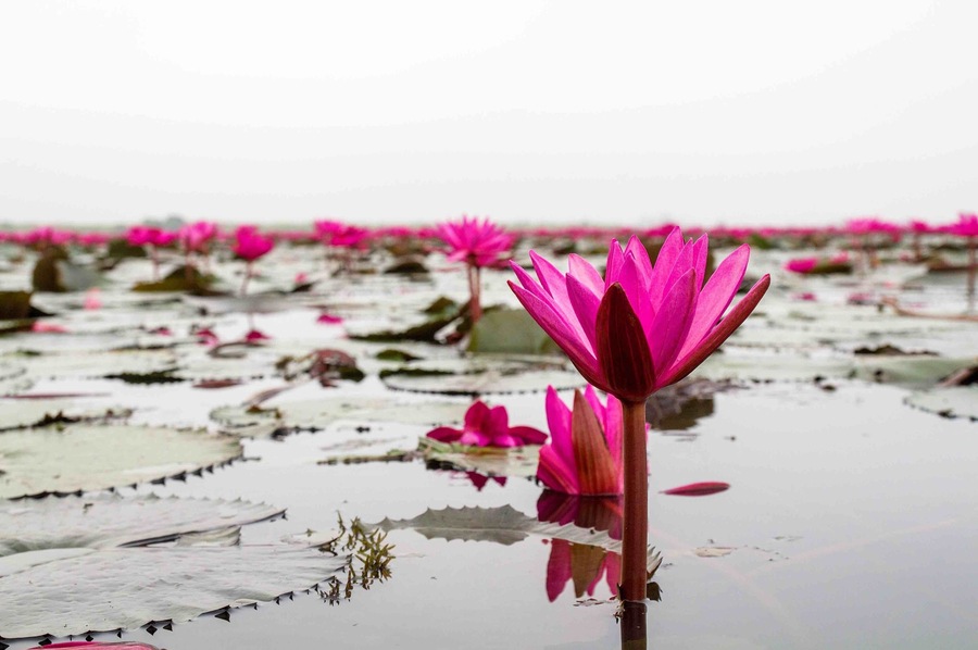 Even on a foggy morning of an overcast day, the sheer scale of the Red Lotus Sea near Udon Thani, #Thailand 🇹🇭, and the vibrance of the #flowers is amazing!
#LifeAtExpedia