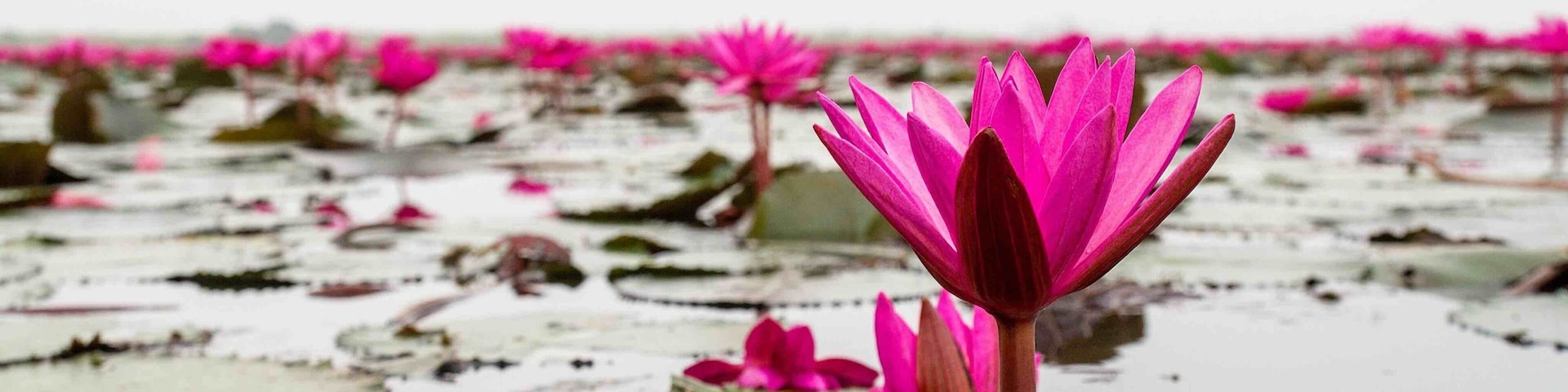 Even on a foggy morning of an overcast day, the sheer scale of the Red Lotus Sea near Udon Thani, #Thailand 🇹🇭, and the vibrance of the #flowers is amazing!
#LifeAtExpedia