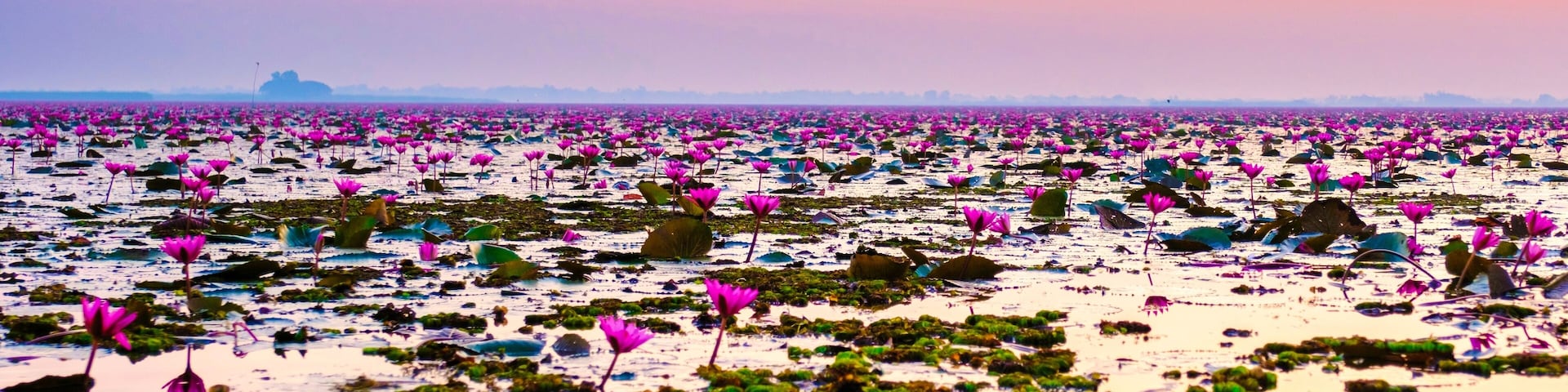 Red Lotus Sea Kumphawapi is full of pink flowers in Udon Thani in northern Thailand. Flora of Southeast Asia.