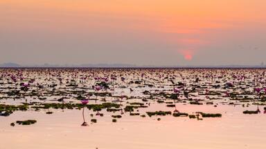 Red Lotus Sea Kumphawapi is full of pink flowers in Udon Thani in northern Thailand. Flora of Southeast Asia.