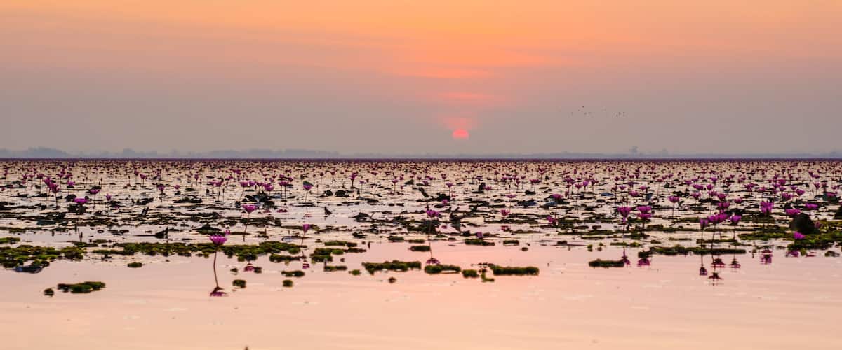 A vast lotus flower field at sunset.