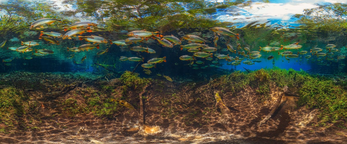 A school of fish swimming above a submerged forest.
