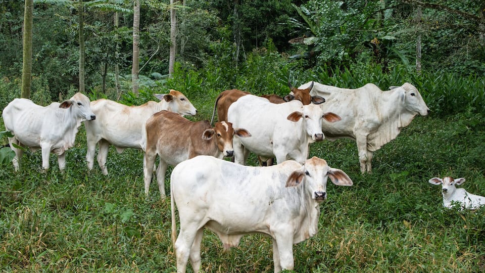 A herd of cattle grazing in a lush green field with dense foliage in the background.