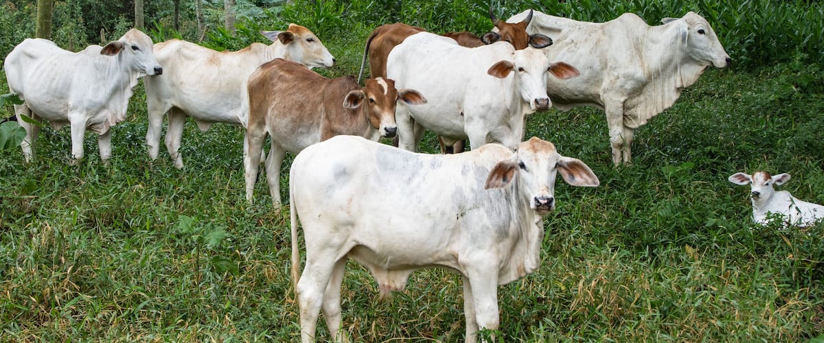 A herd of cattle grazing in a lush green field with dense foliage in the background.