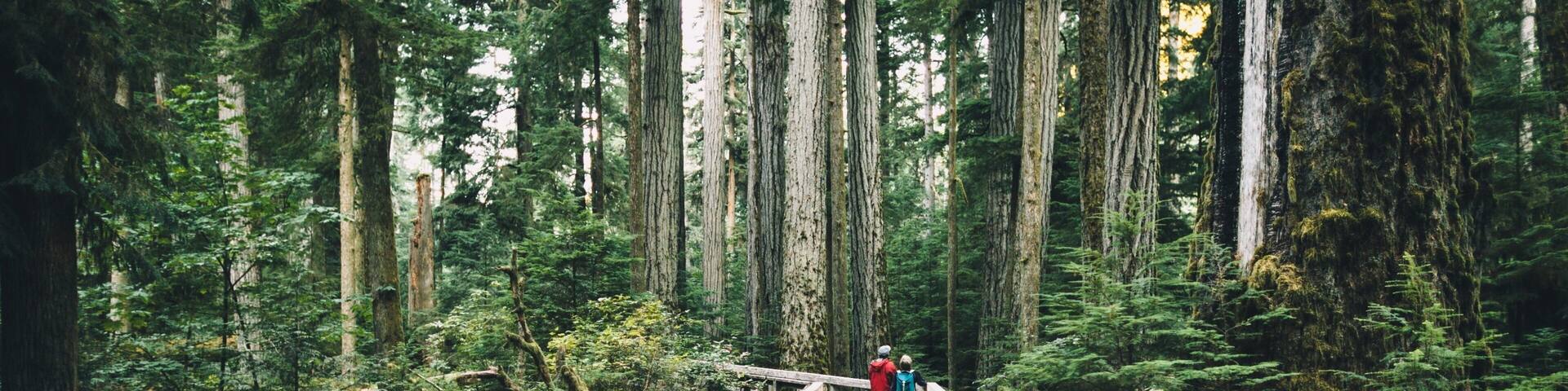 A wooden boardwalk in a dense forest with tall trees and ferns.
