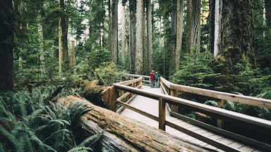 A wooden boardwalk in a dense forest with tall trees and ferns.