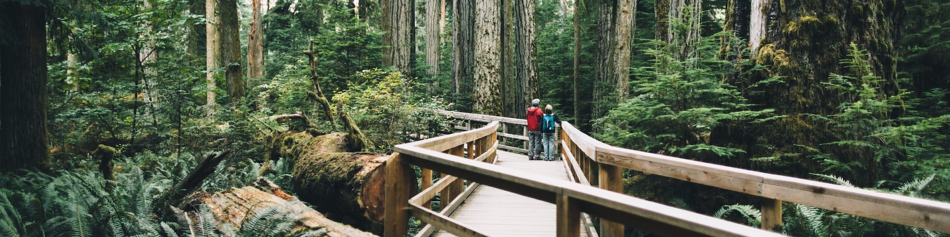 Un pasarela de madera en un bosque frondoso con árboles altos y helechos.