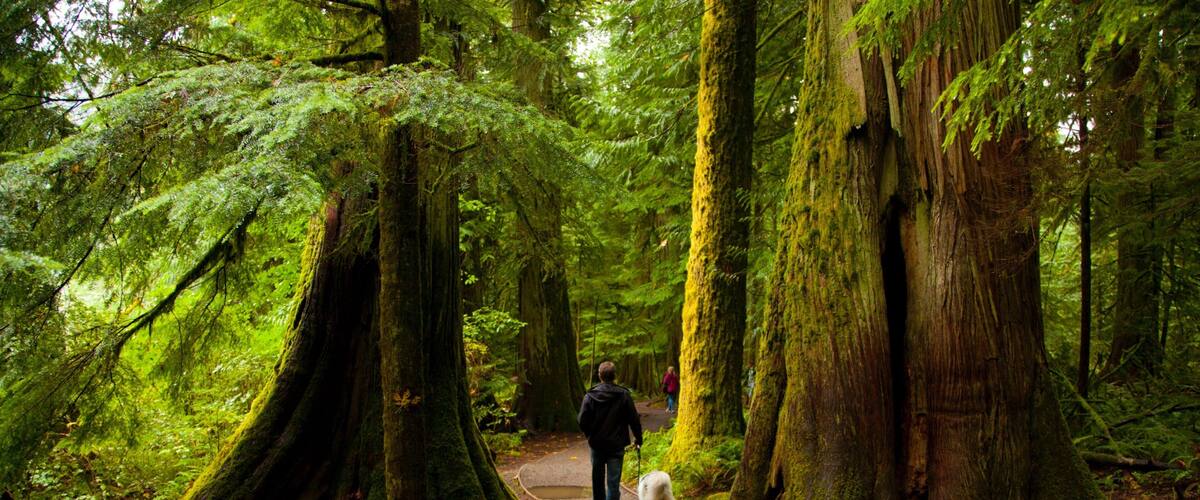 MacMillan Provincial Park showing forests as well as an individual male