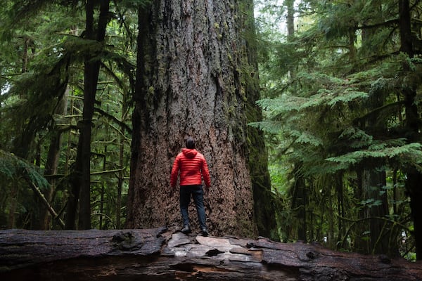 MacMillan Provincial Park mostrando florestas assim como um homem sozinho