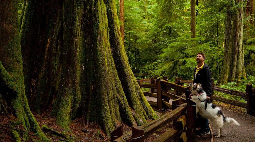 Parque provincial MacMillan ofreciendo escenas forestales y también un hombre