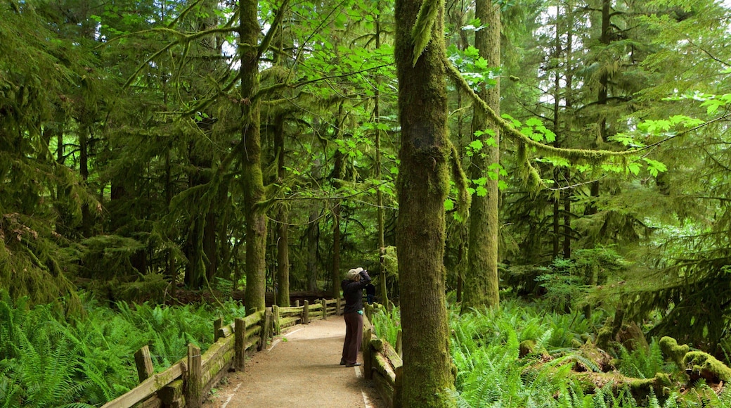 Parque provincial MacMillan que incluye escenas forestales y también un pequeño grupo de personas
