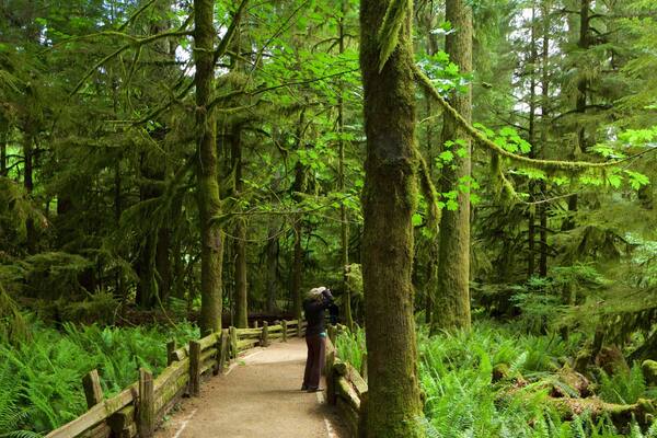 マクミラン州立公園 表示 森林 及び 少数の人々