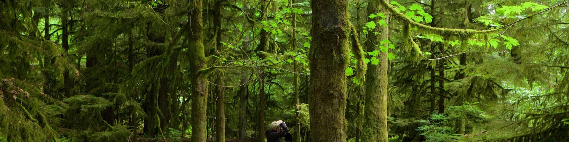 MacMillan Provincial Park which includes forests as well as a small group of people