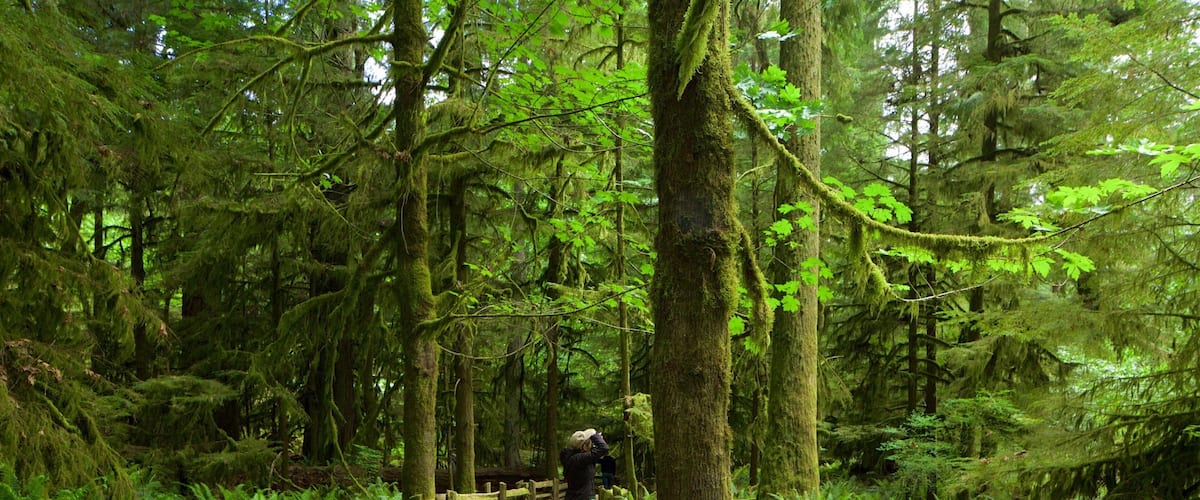 MacMillan Provincial Park featuring forests as well as a small group of people