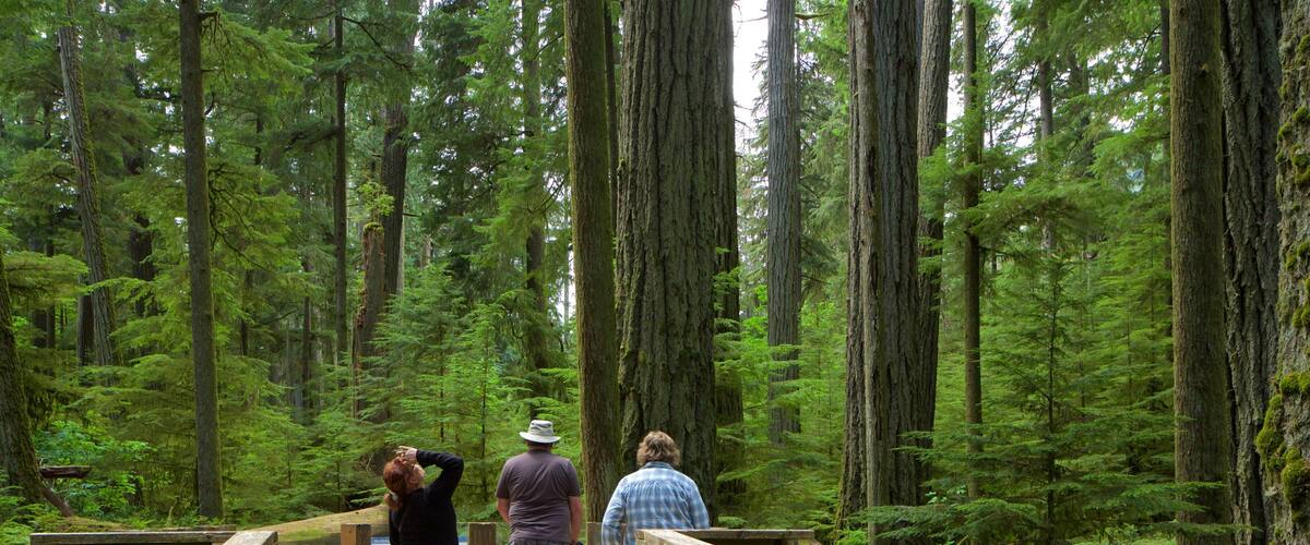 MacMillan Provincial Park which includes forests as well as a small group of people