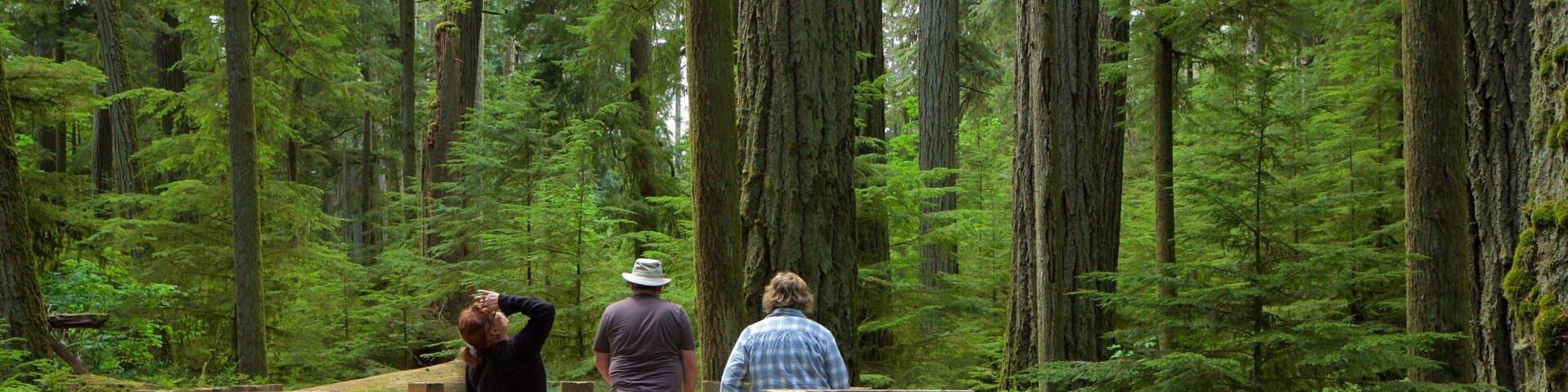 Parc provincial de MacMillan qui includes forĂȘts aussi bien que petit groupe de personnes