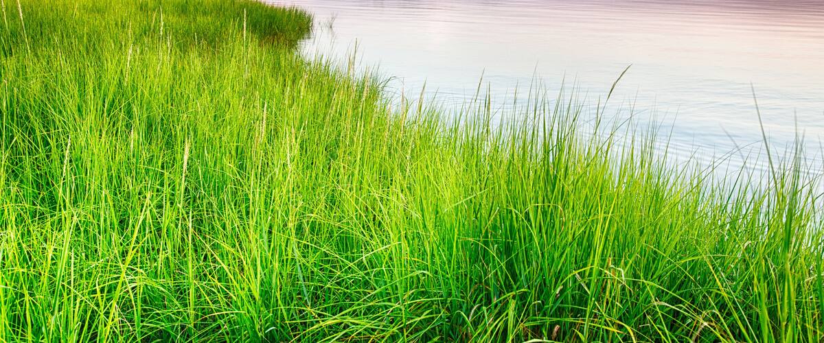 A calm lake with green grass in the foreground and a tree line in the background.
